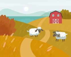 Autumn rural scene. White sheep with black muzzles graze in a meadow. Red farm in the fall background. vector