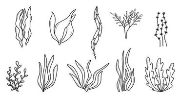 Algae set. Hand drawn collection of colored algae. Sea plants.Vector illustration. Doodle style. vector