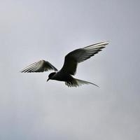 A view of an Arctic Tern photo