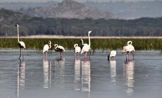 A view of a Flamingo photo