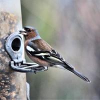 A close up of a Chaffinch photo