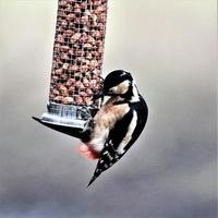 un primer plano de un gran pájaro carpintero manchado foto