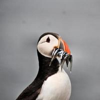 A view of a Puffin photo