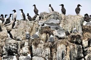 A view of a Kittiwake photo