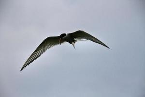 A view of an Arctic Tern photo