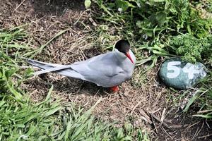 A view of an Arctic Tern photo