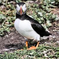 A view of a Puffin photo