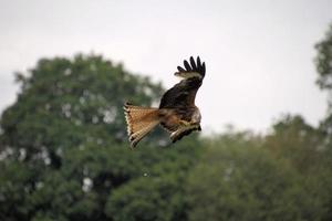 A close up of a Red Kite in flight at Gigrin Farm in Wales photo