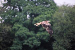 A close up of a Red Kite in flight at Gigrin Farm in Wales photo