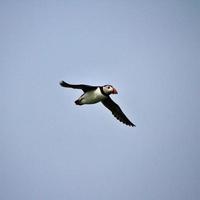 A view of a Puffin photo