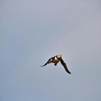 A view of a Puffin photo