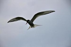 A view of an Arctic Tern photo