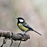 A close up of a Great Tit photo