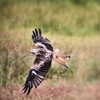 A view of a Red Kite in flight at Gigrin Farm in Wales photo