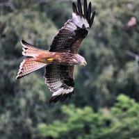 A close up of a Red Kite in flight at Gigrin Farm in Wales photo