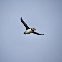 A view of a Puffin photo