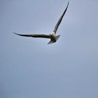 A view of a Seagull photo
