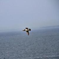 A view of a Puffin photo