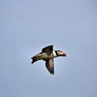 A view of a Puffin photo