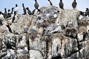 A view of a Kittiwake photo