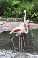 A view of a Flamingo photo