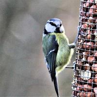 A view of a Blue Tit photo