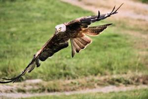 A close up of a Red Kite in flight at Gigrin Farm in Wales photo