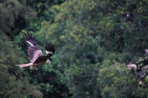 A close up of a Red Kite in flight at Gigrin Farm in Wales photo