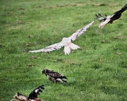 A close up of a Red Kite in flight at Gigrin Farm in Wales photo