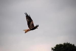 A close up of a Red Kite in flight at Gigrin Farm in Wales photo