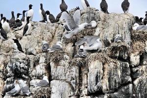 A view of a Kittiwake photo