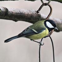 A close up of a Great Tit photo