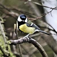A close up of a Great Tit photo