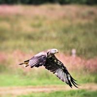 A view of a Red Kite in flight at Gigrin Farm in Wales photo