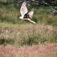 A close up of a Red Kite in flight at Gigrin Farm in Wales photo