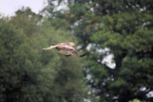A close up of a Red Kite in flight at Gigrin Farm in Wales photo