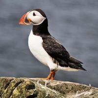 A view of a Puffin photo