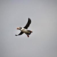 A view of a Puffin photo