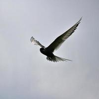 A view of an Arctic Tern photo