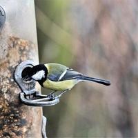 A close up of a Great Tit photo