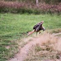 A close up of a Red Kite in flight at Gigrin Farm in Wales photo