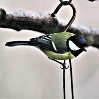 un primer plano de un gran tit foto