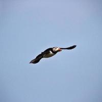 A view of a Puffin photo