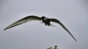 A view of an Arctic Tern photo