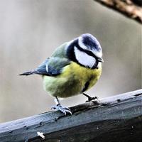 A view of a Blue Tit photo