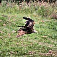 A view of a Red Kite in flight at Gigrin Farm in Wales photo