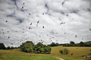 A close up of a Red Kite in flight at Gigrin Farm in Wales photo