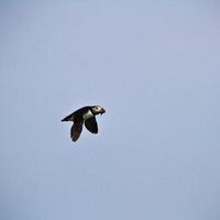 A view of a Puffin photo