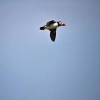 A close up of a Puffin photo