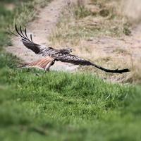 A view of a Red Kite in flight at Gigrin Farm in Wales photo